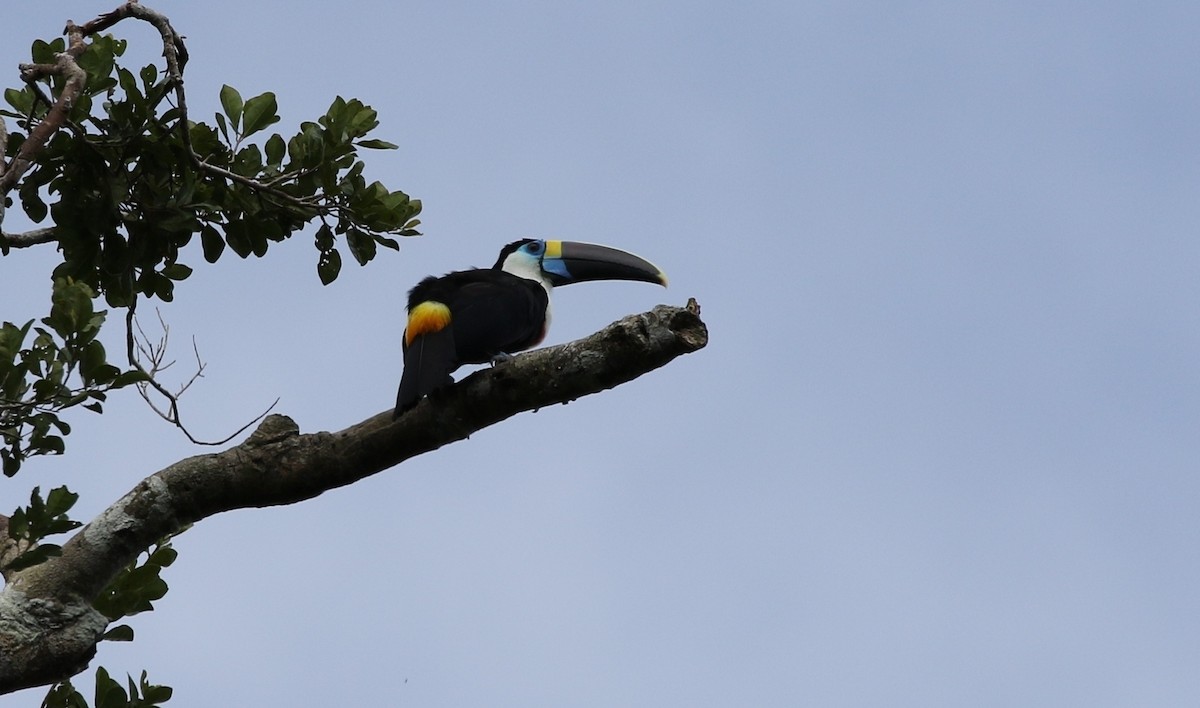 White-throated Toucan (Cuvier's) - ML205611641