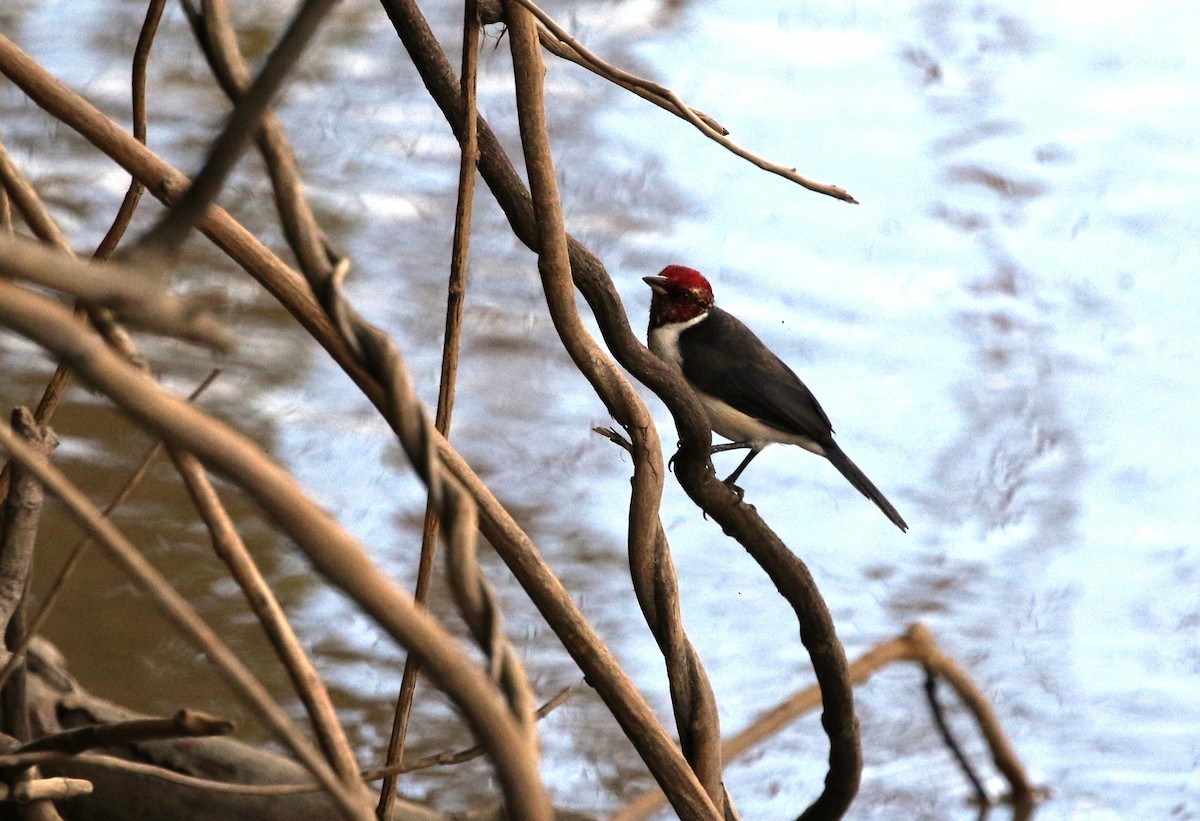 Red-capped Cardinal (Red-capped) - ML205611661