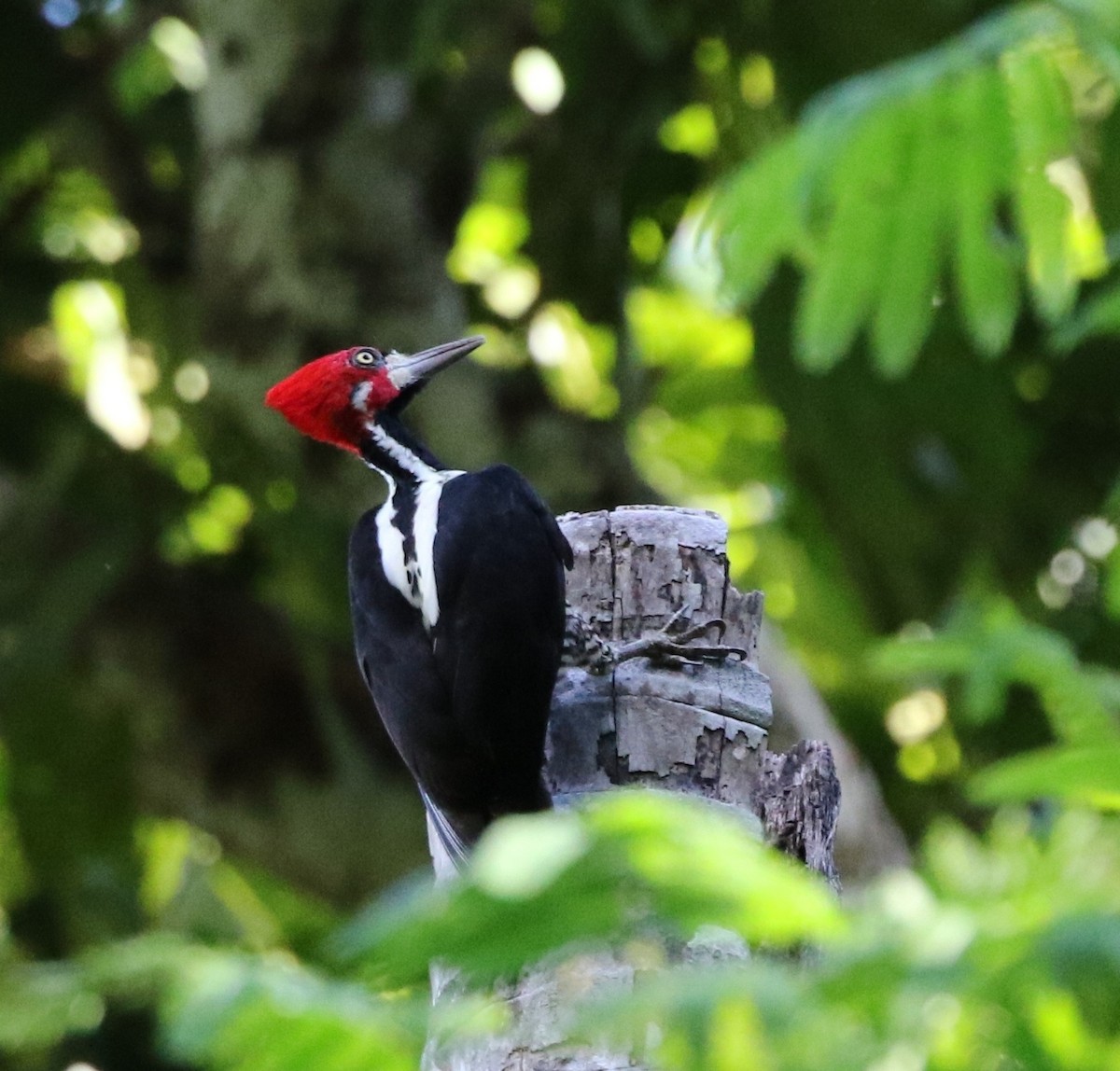 Crimson-crested Woodpecker - Richard Greenhalgh