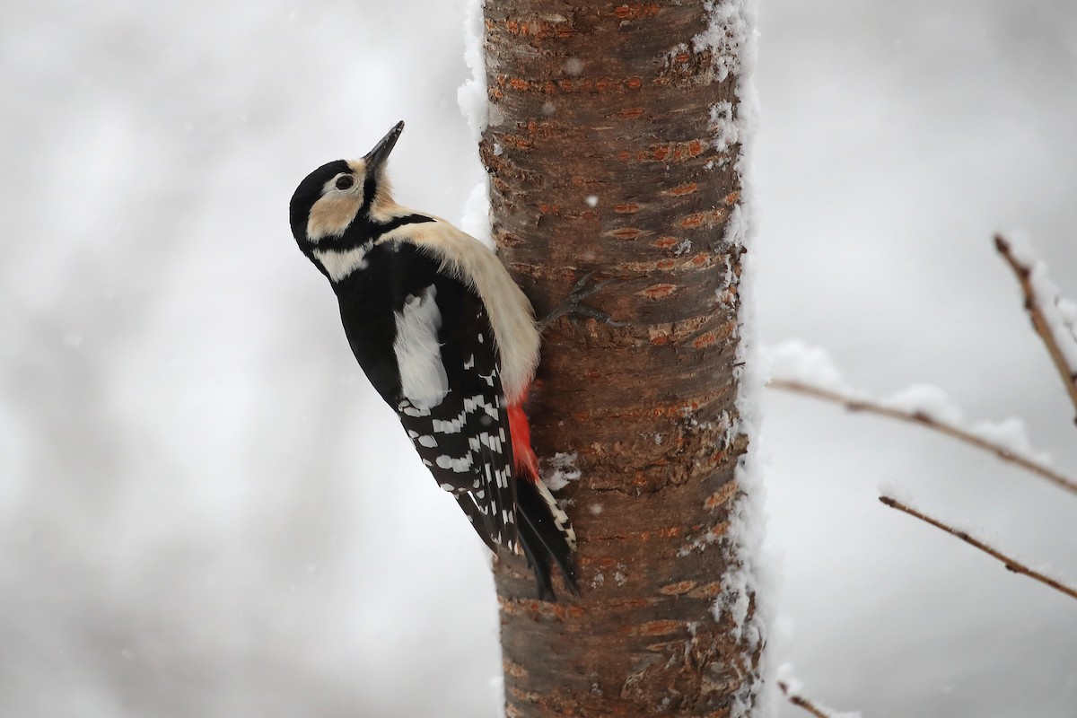 Great Spotted Woodpecker (japonicus) - Chun Fai LO