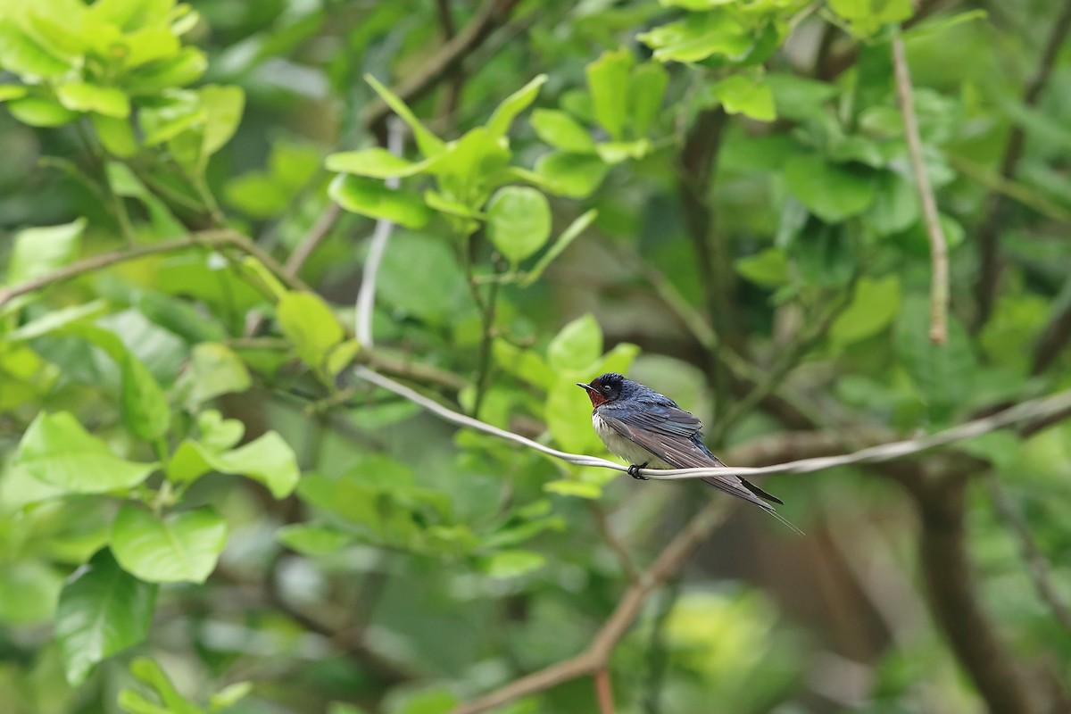 Barn Swallow (Buff-bellied) - Chun Fai LO