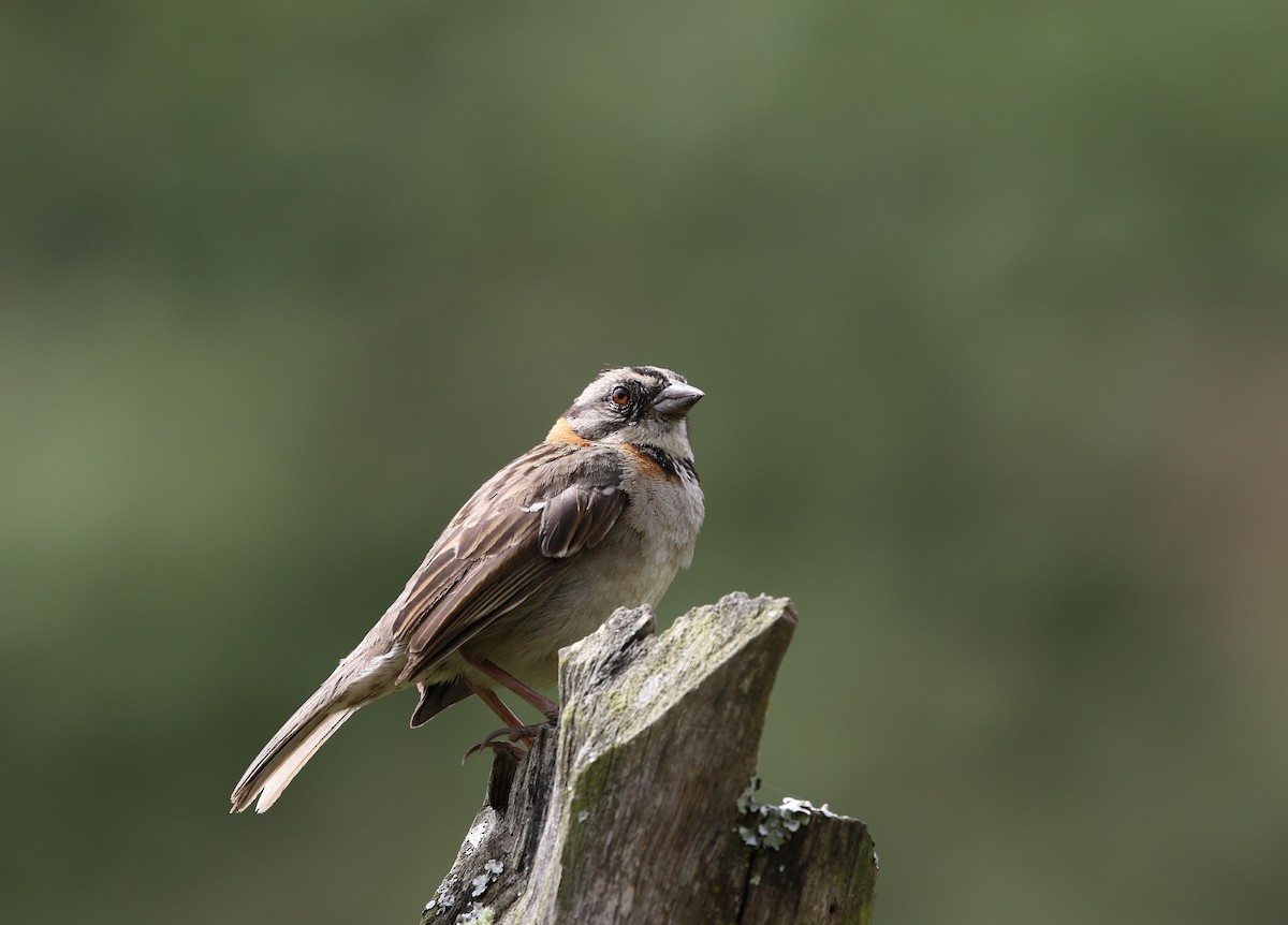 Rufous-collared Sparrow (Rufous-collared) - Richard Greenhalgh