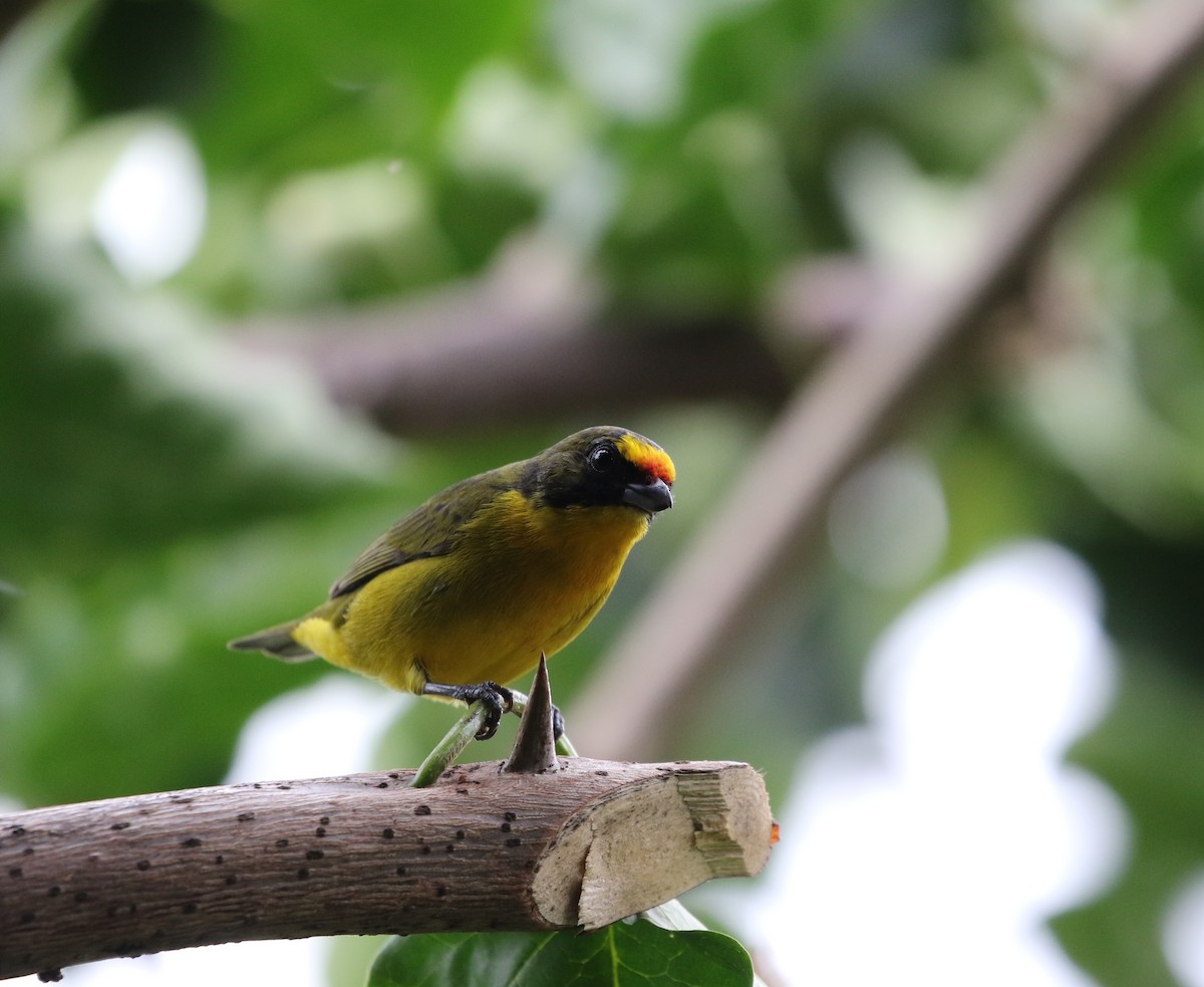 Thick-billed Euphonia (Black-tailed) - Richard Greenhalgh