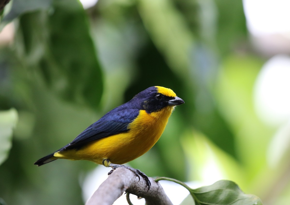 Thick-billed Euphonia (Black-tailed) - Richard Greenhalgh