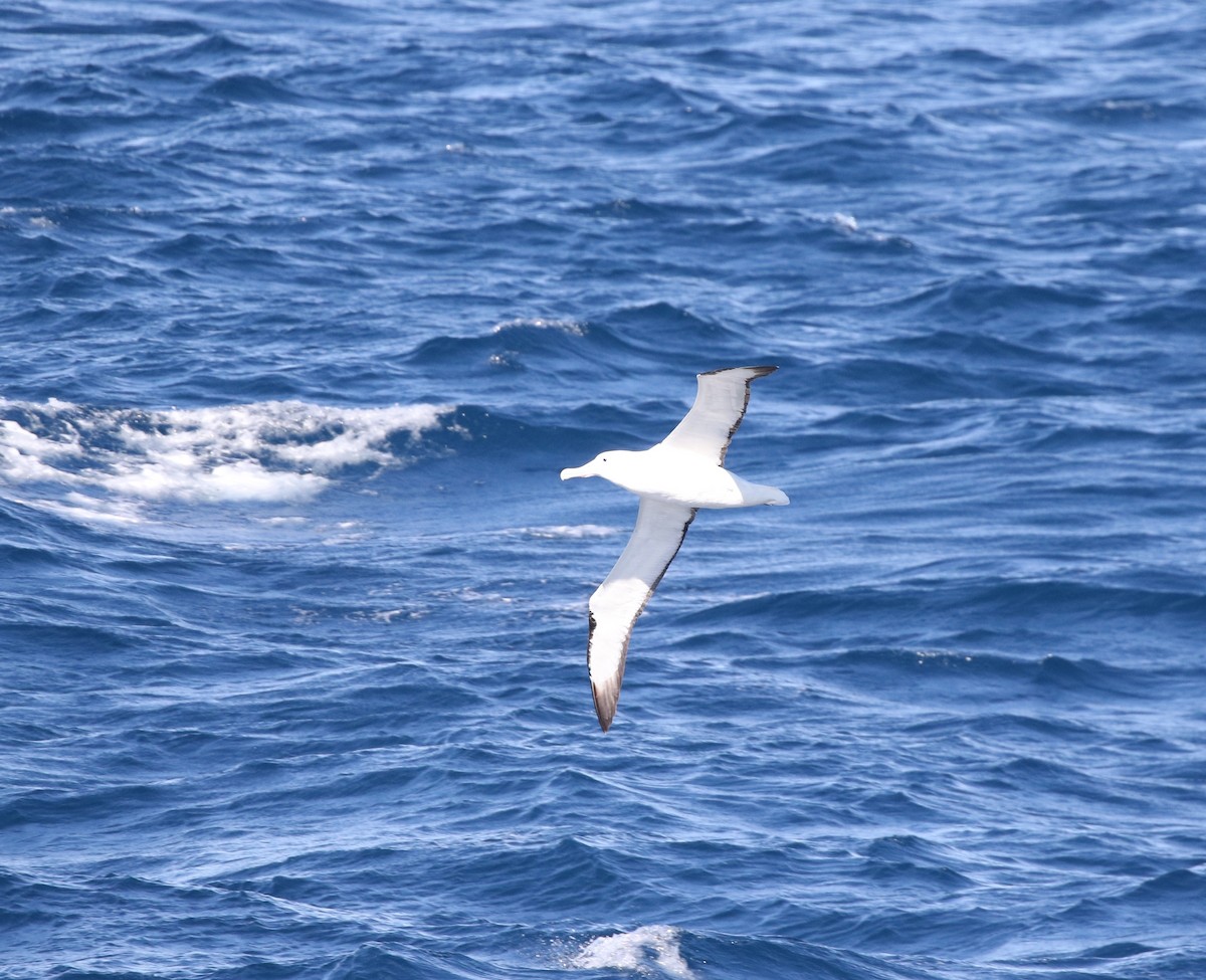 Northern Royal Albatross - ML205613441
