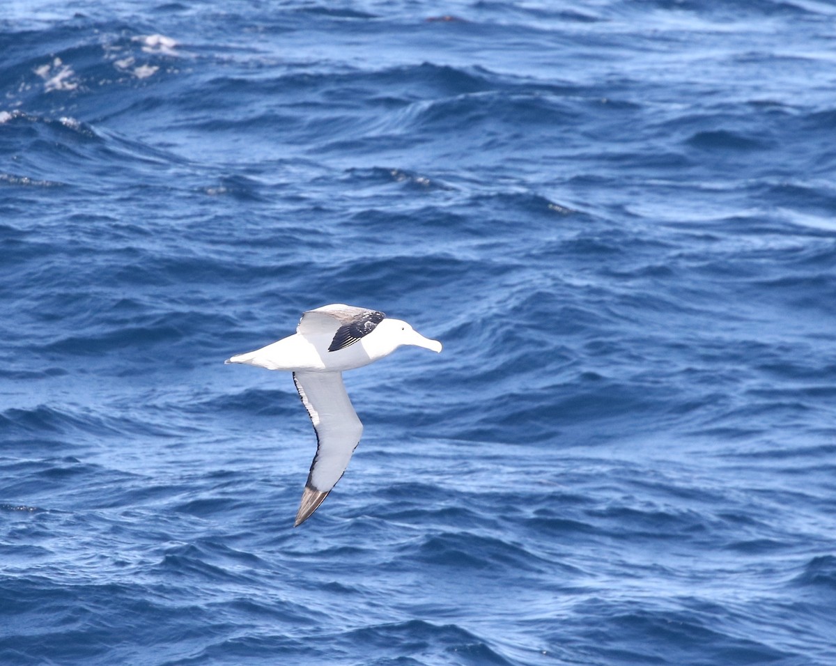 albatros stěhovavý - ML205613611