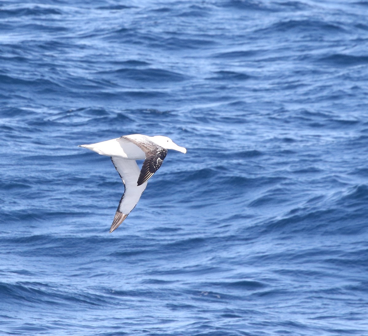 albatros stěhovavý - ML205613621