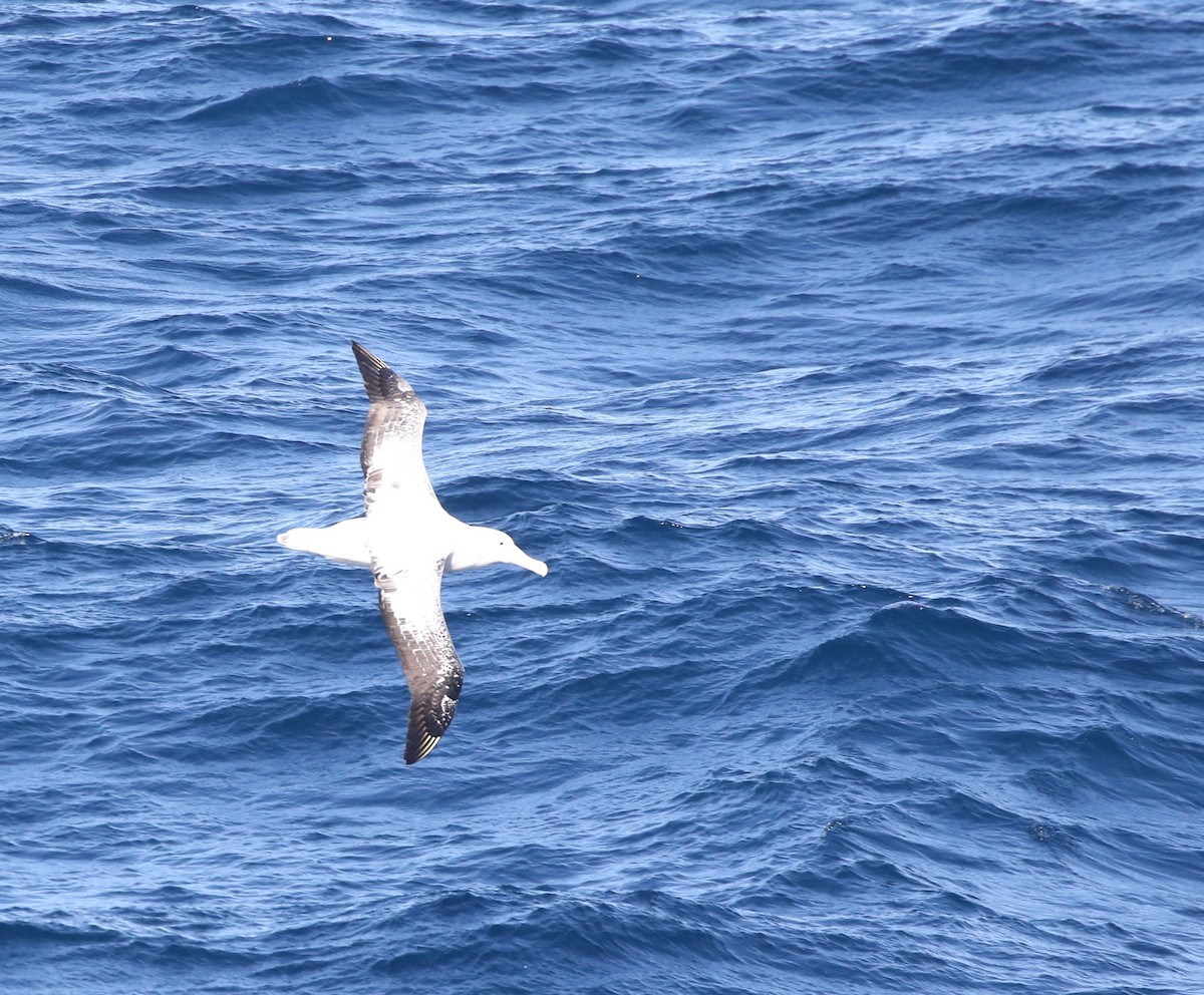 albatros stěhovavý - ML205613631