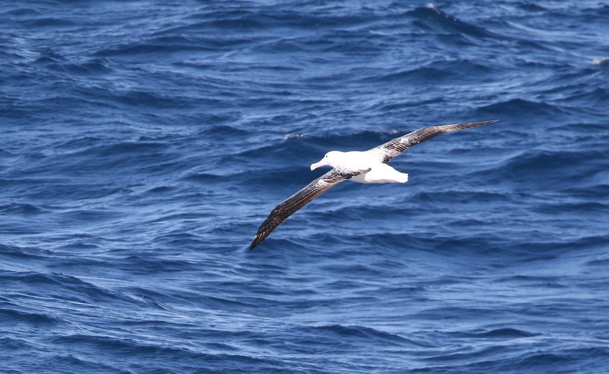 Albatros Real del Sur - ML205613651