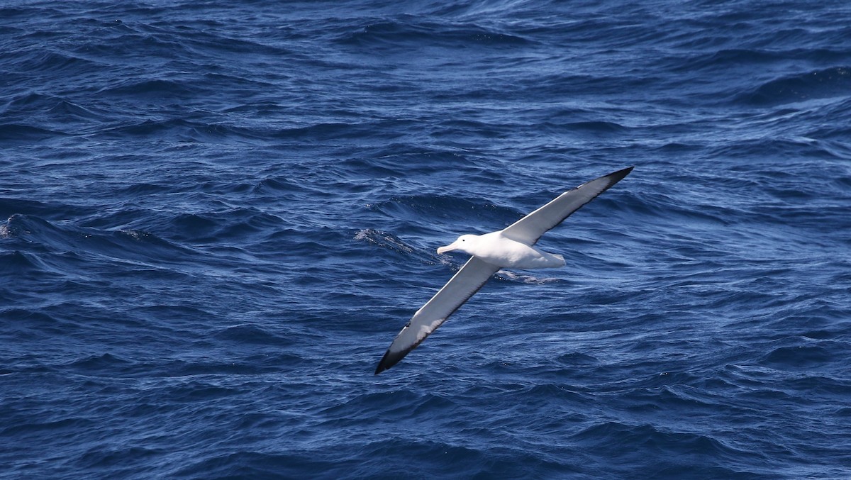 Albatros royal - ML205613661