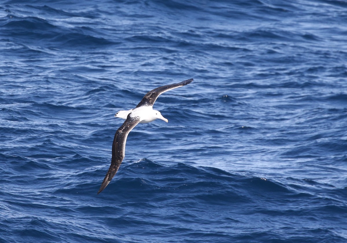 Southern Royal Albatross - Richard Greenhalgh