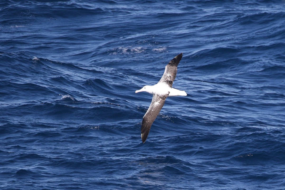 Southern Royal Albatross - ML205613681