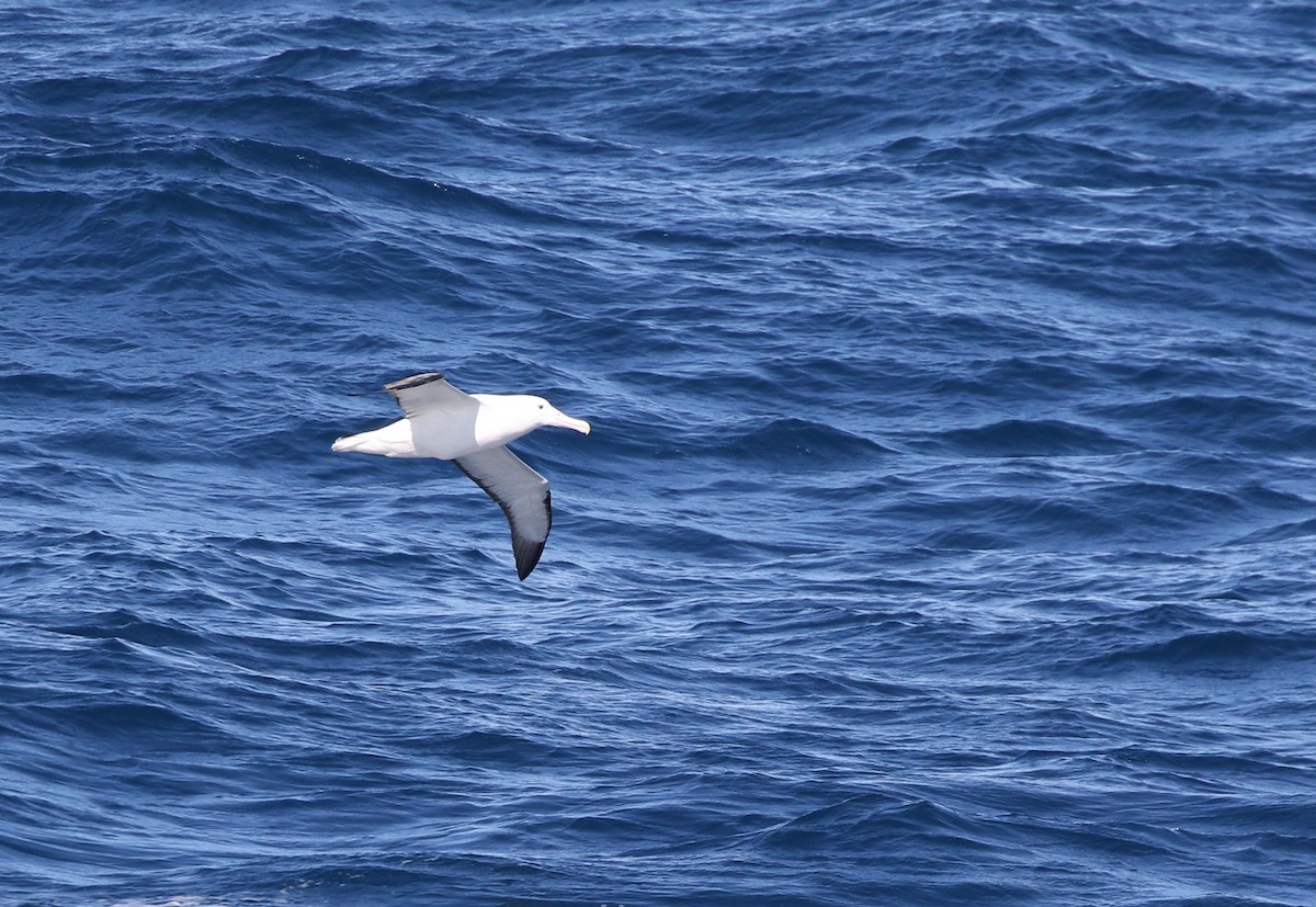 albatros královský - ML205613701
