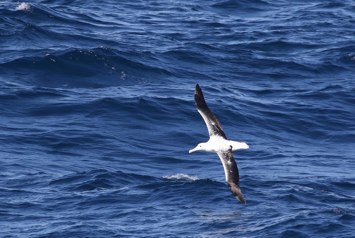 albatros královský - ML205613721