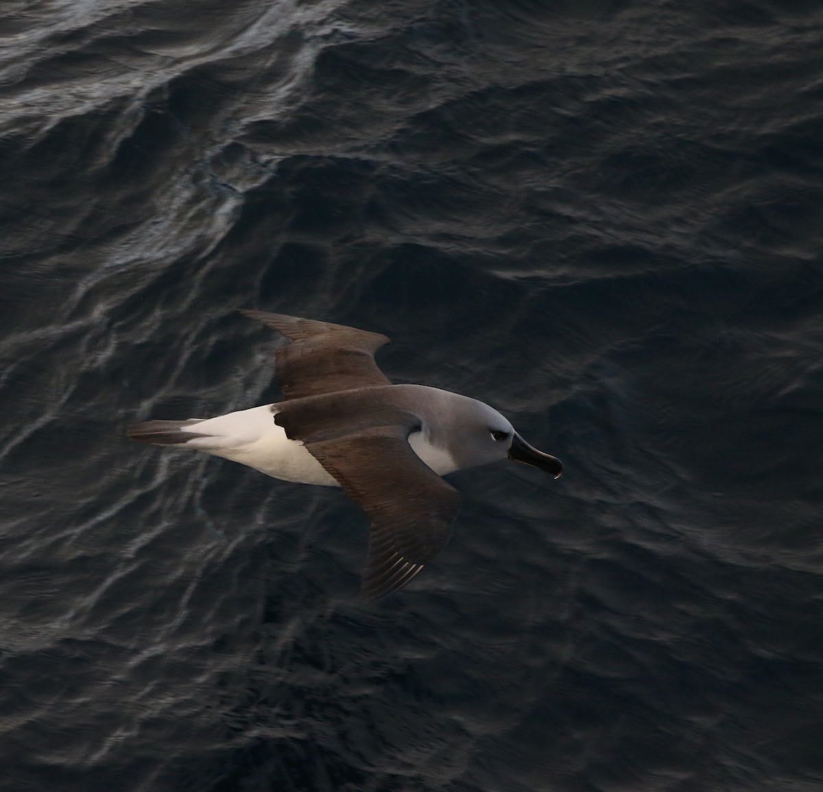 Gray-headed Albatross - ML205613751