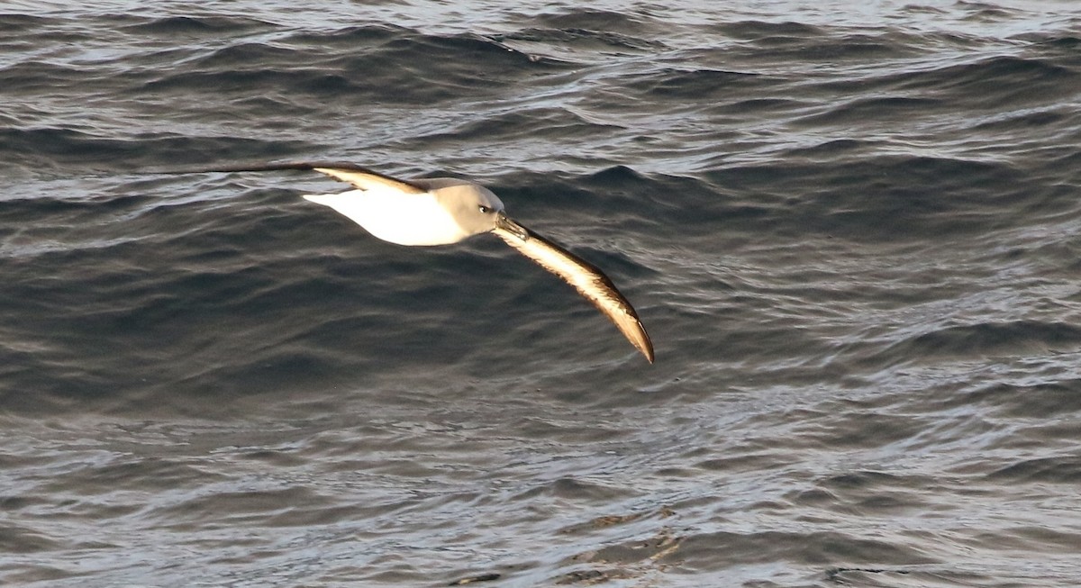 Gray-headed Albatross - ML205613761