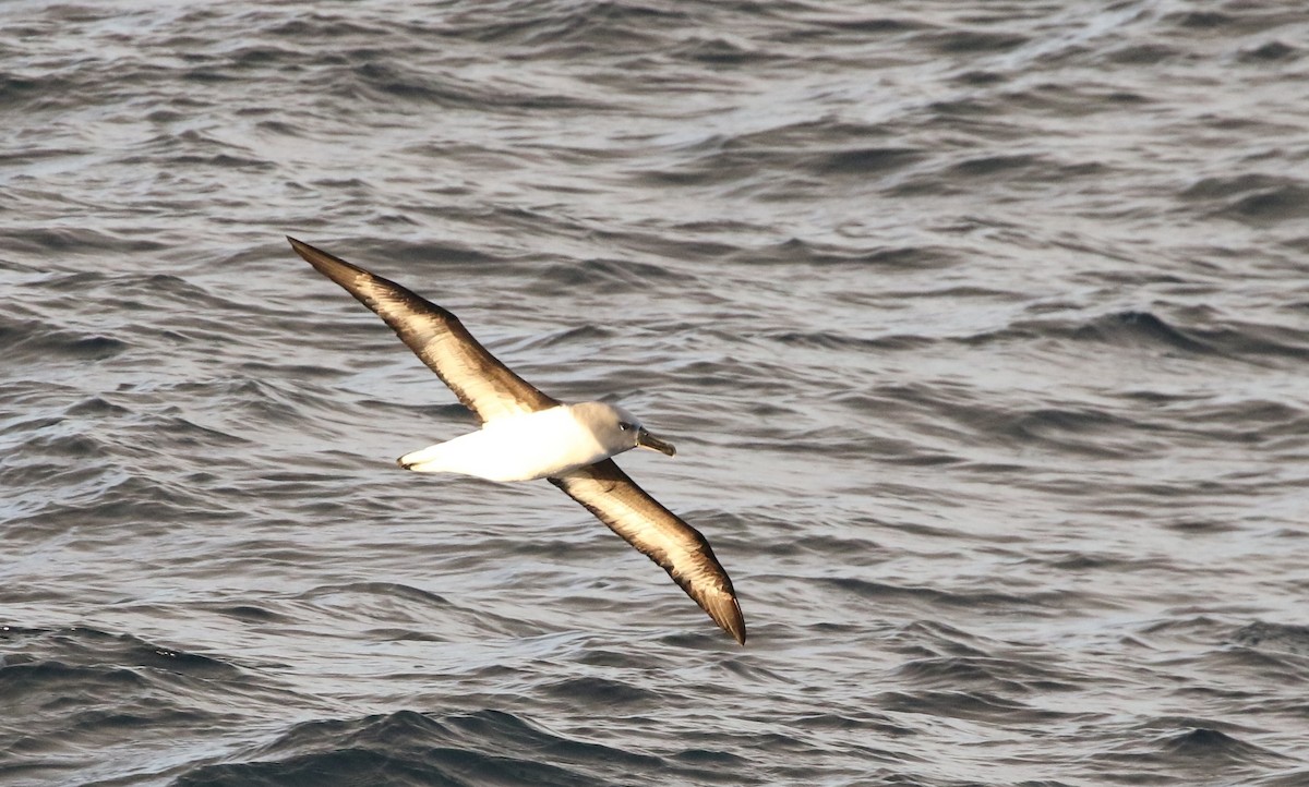 Gray-headed Albatross - ML205613771