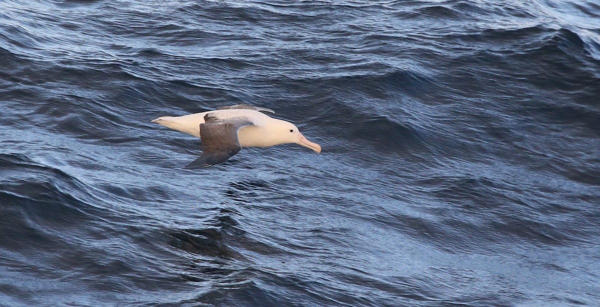 albatros královský - ML205613791