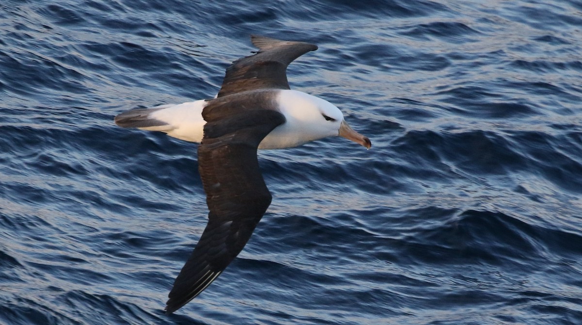 Albatros Ojeroso (melanophris) - ML205613821