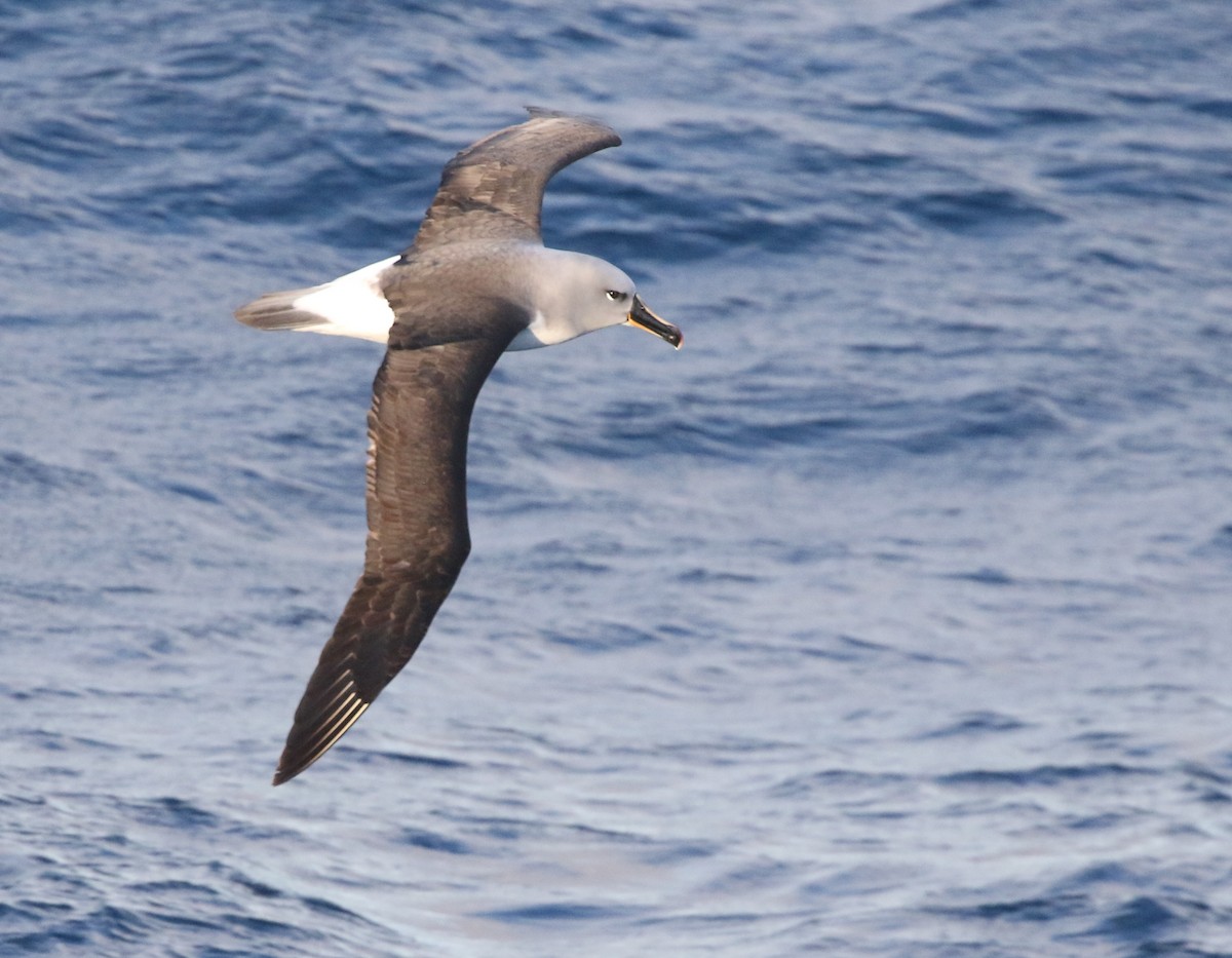 Albatros à tête grise - ML205613841