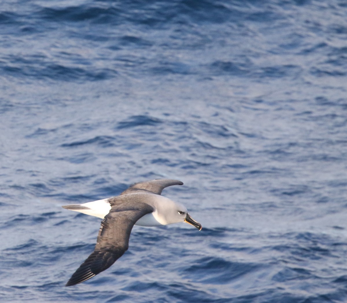 Gray-headed Albatross - ML205613851