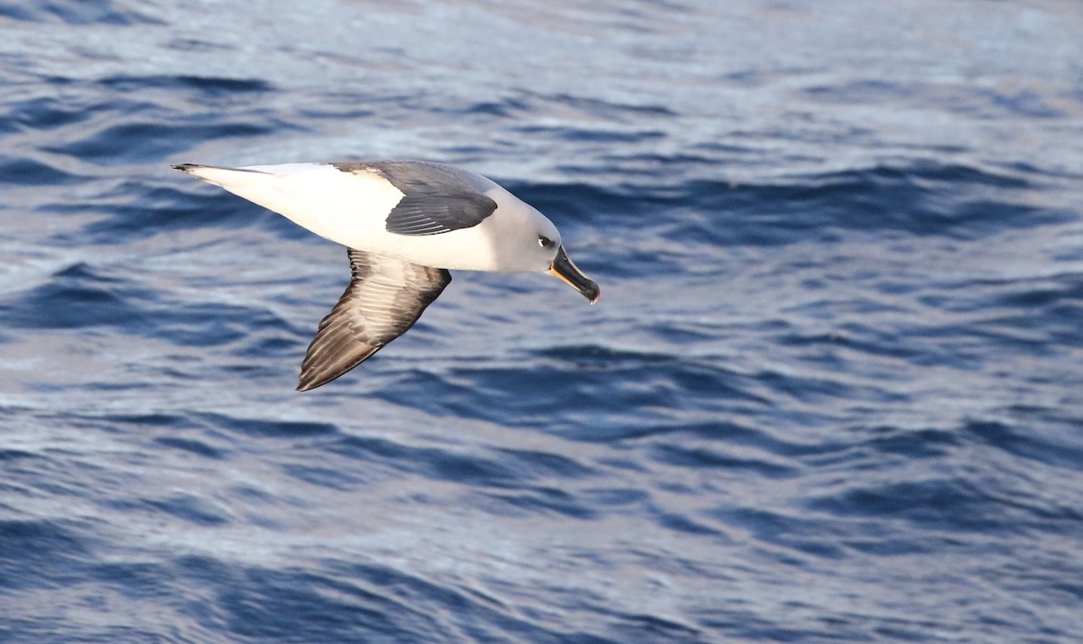 Gray-headed Albatross - ML205613861