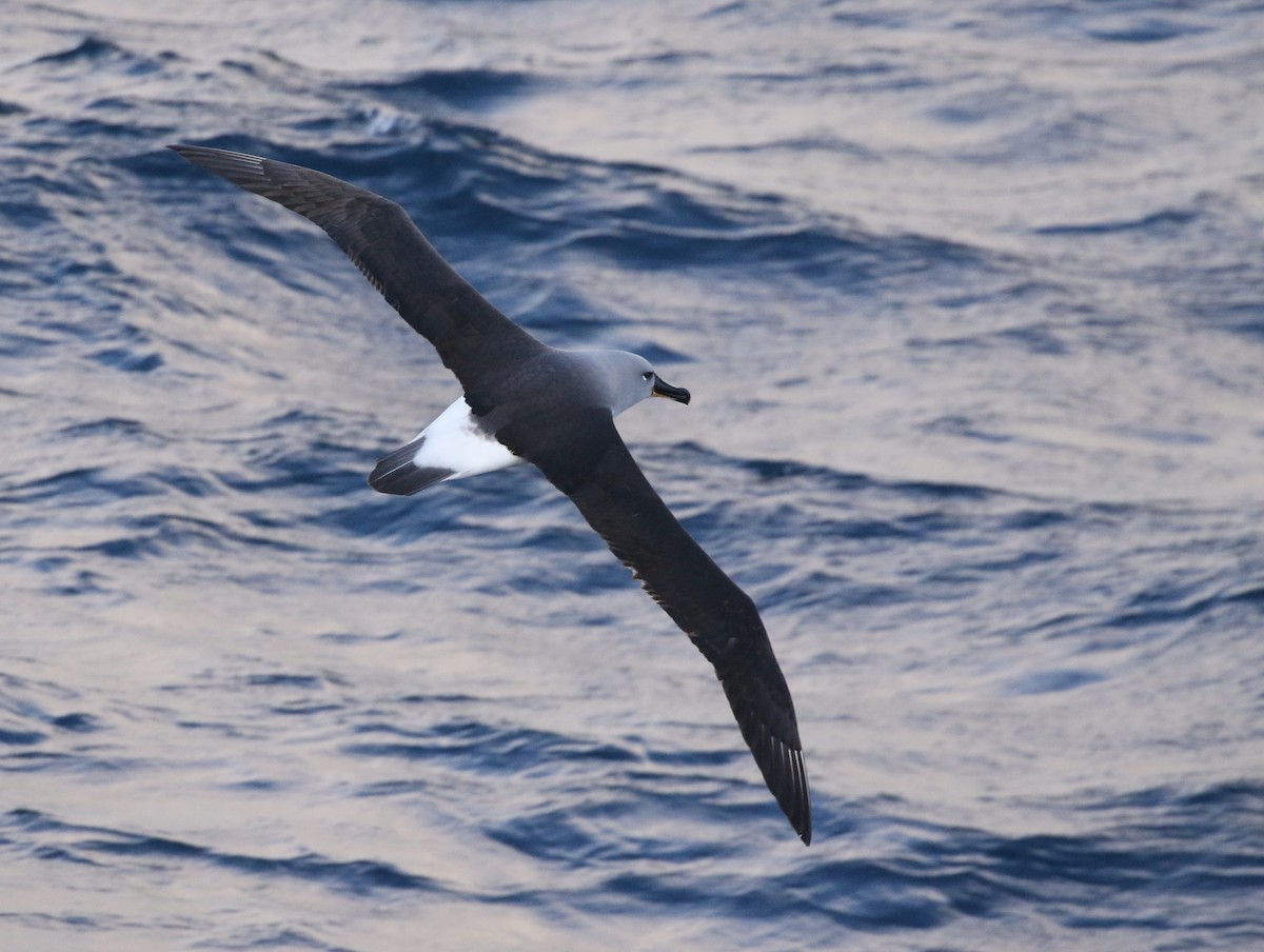 albatros šedohlavý - ML205613881
