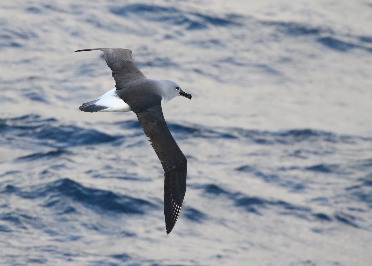 Gray-headed Albatross - ML205613891