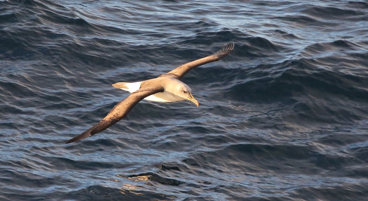 albatros šedohlavý - ML205613921