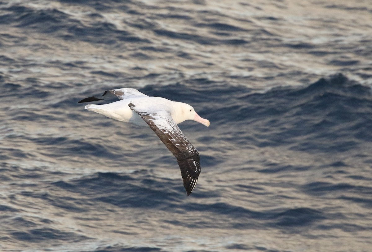 albatros stěhovavý - ML205613931