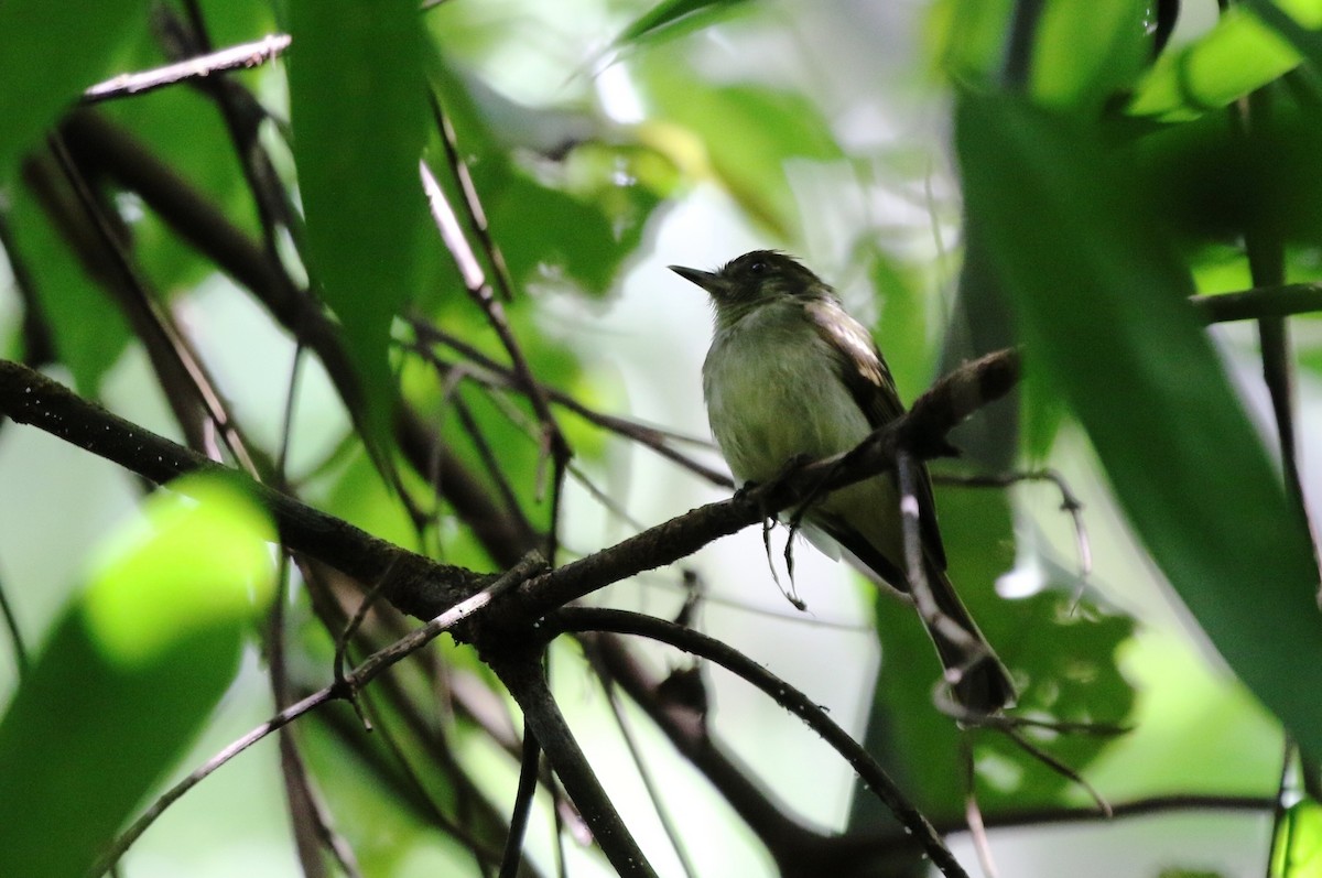 Sepia-capped Flycatcher - ML205614441