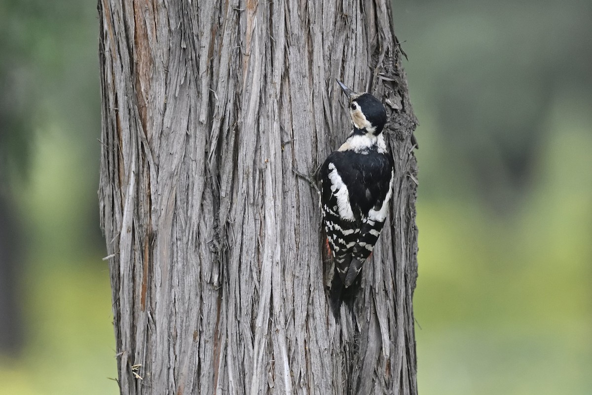 Great Spotted Woodpecker - Chun Fai LO