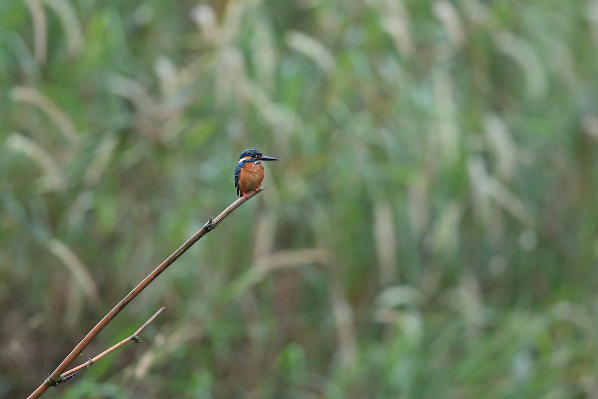Common Kingfisher (Common) - Chun Fai LO