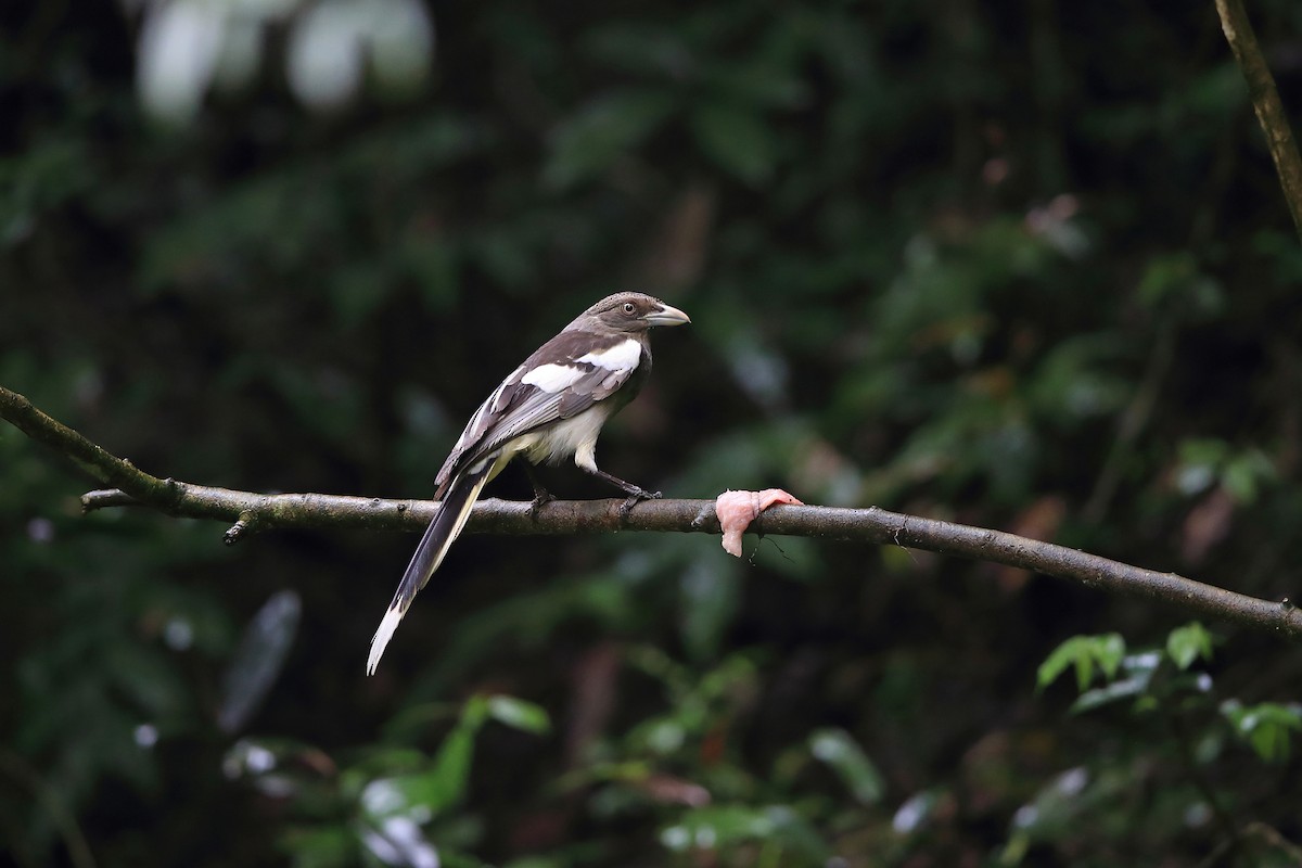 White-winged Magpie (Black-tailed) - ML205615141