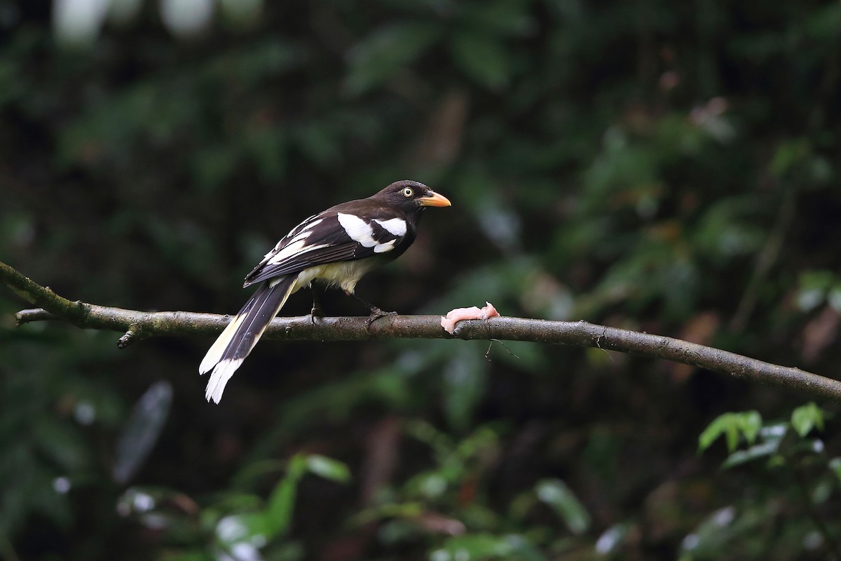 White-winged Magpie (Black-tailed) - ML205615151