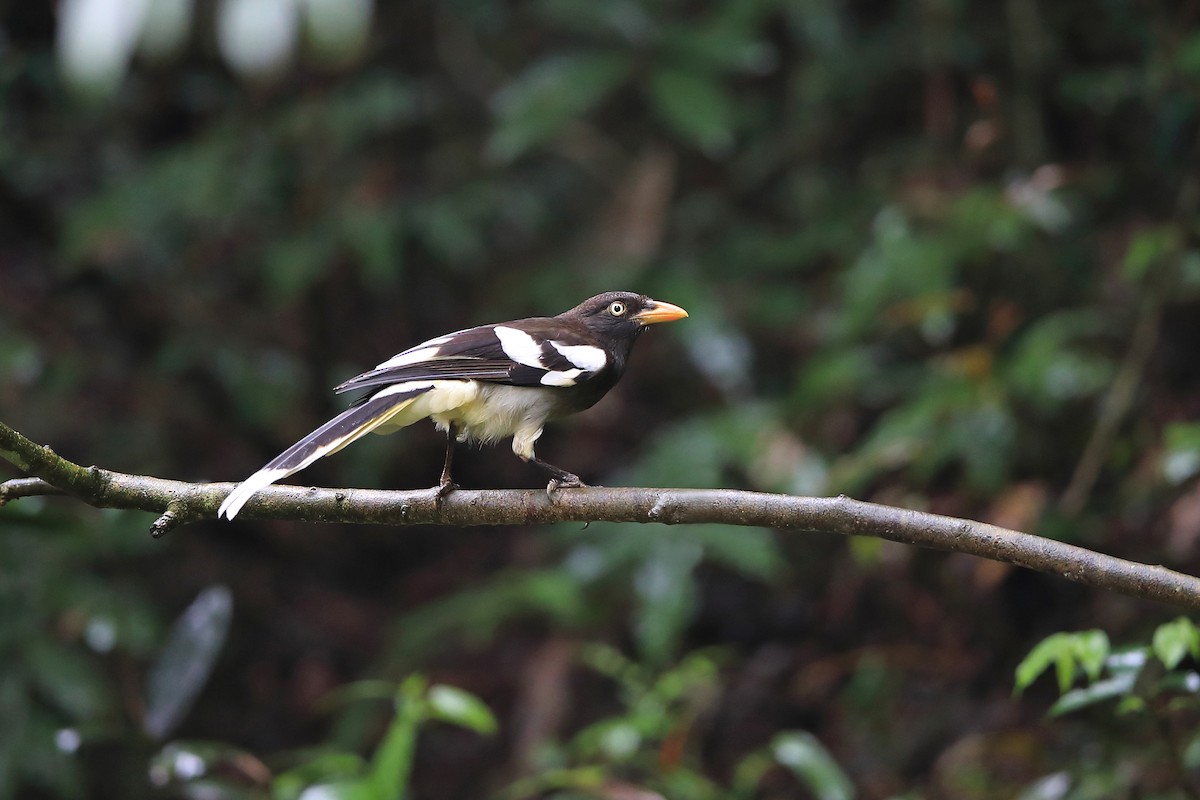 White-winged Magpie (Black-tailed) - ML205615161