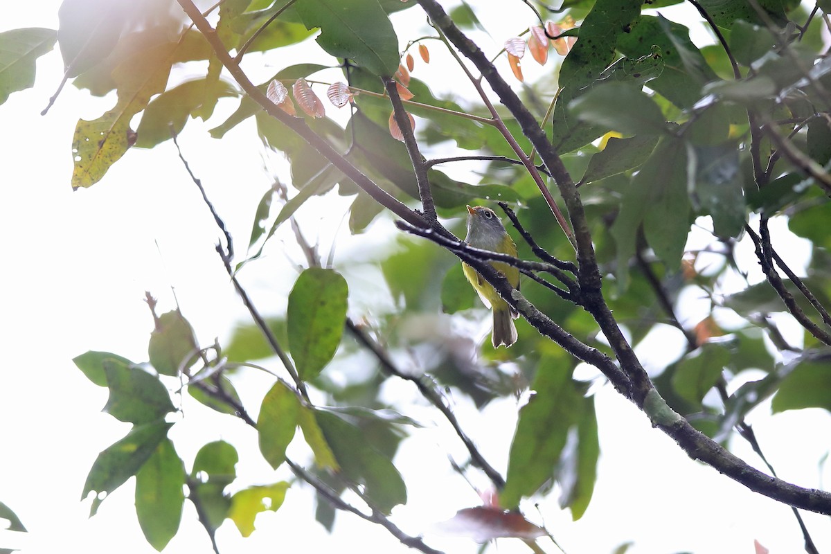 Chestnut-crowned Warbler - Chun Fai LO
