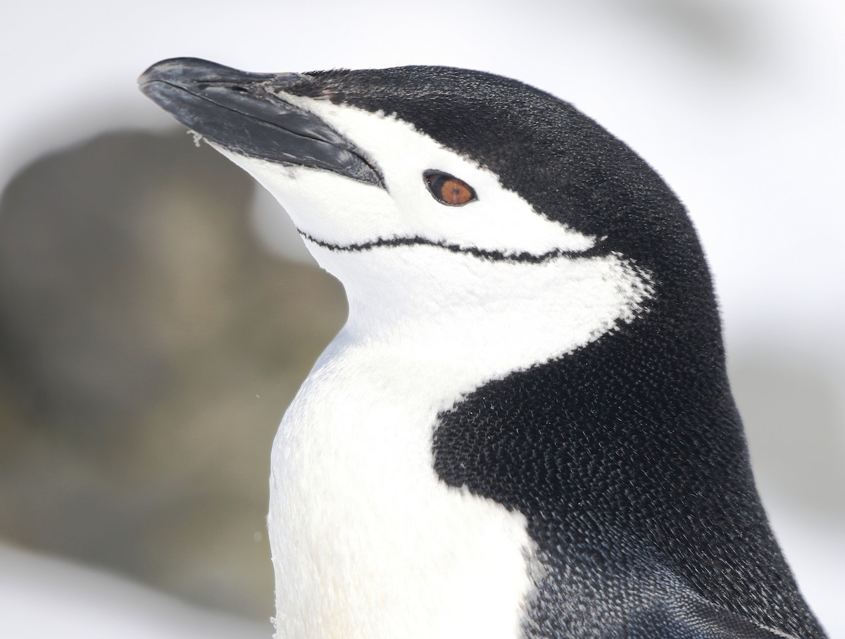 Chinstrap Penguin - Richard Greenhalgh