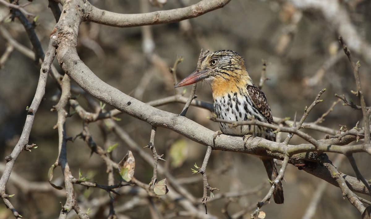 Spot-backed Puffbird (Chaco) - Richard Greenhalgh