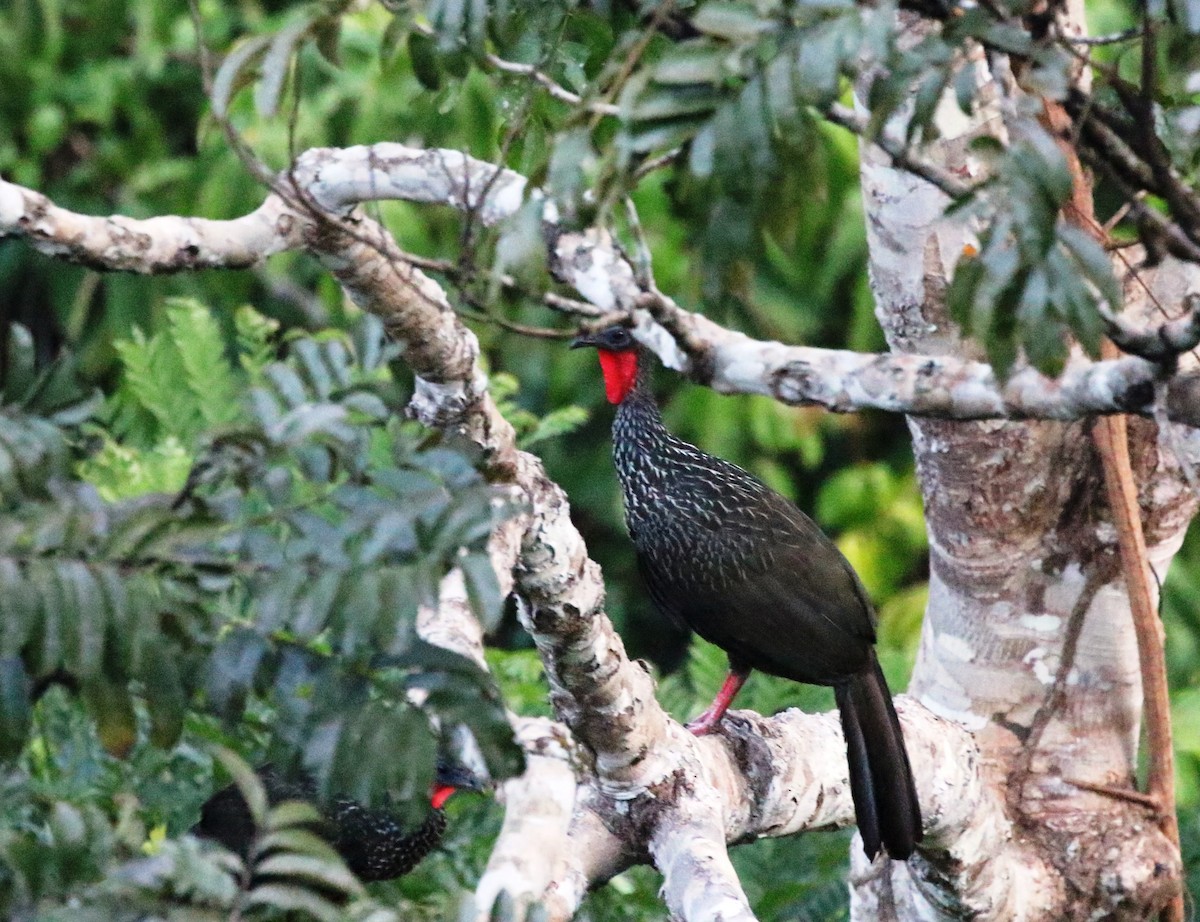 Spix's Guan (Spix's) - Richard Greenhalgh