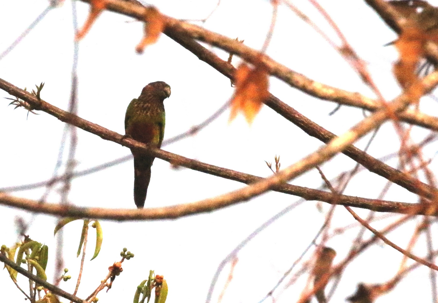 Santarem Parakeet (Cristalino) - eBird
