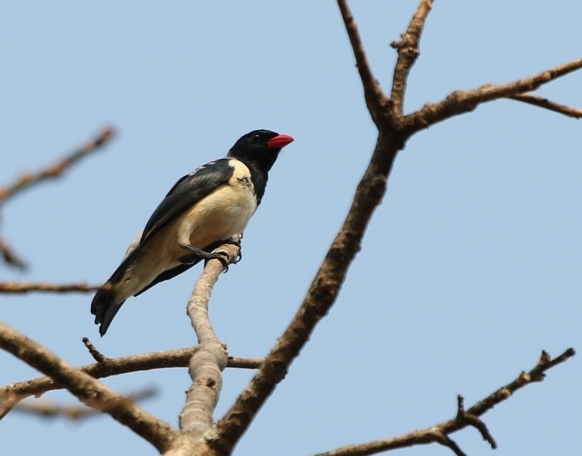 Red-billed Pied Tanager - ML205617331
