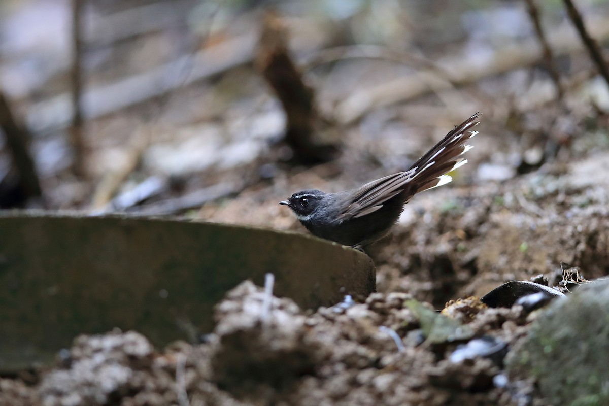 White-throated Fantail - ML205617671