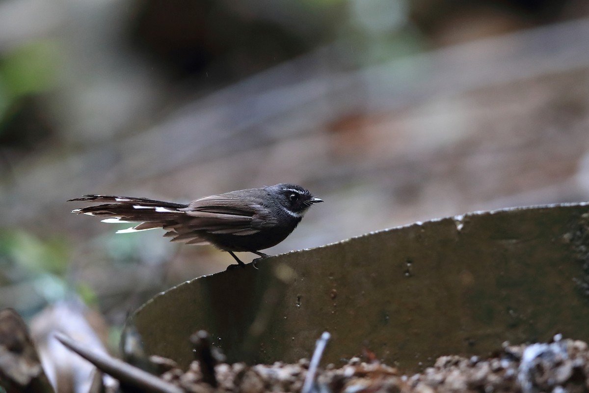 White-throated Fantail - ML205617681
