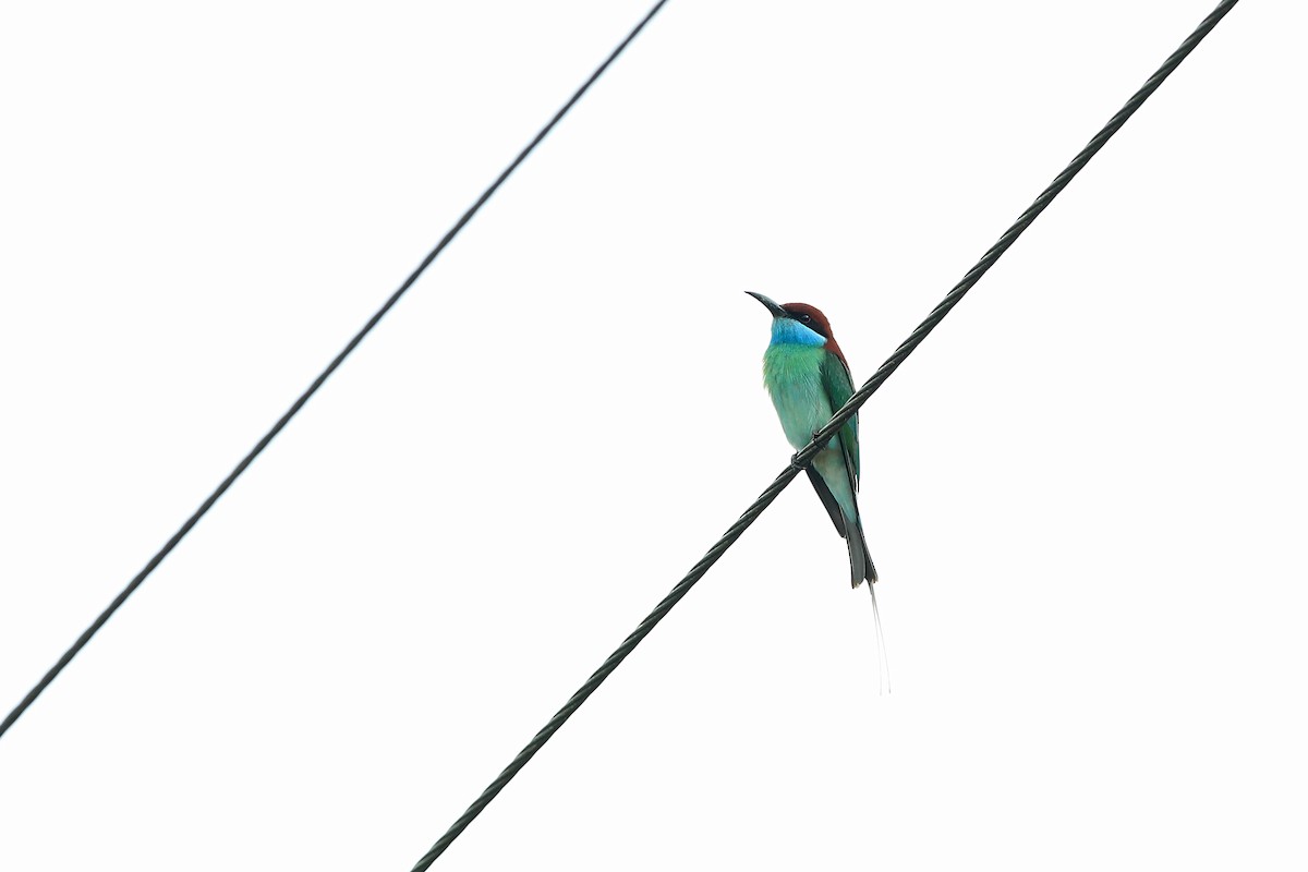 Blue-throated Bee-eater - ML205618071