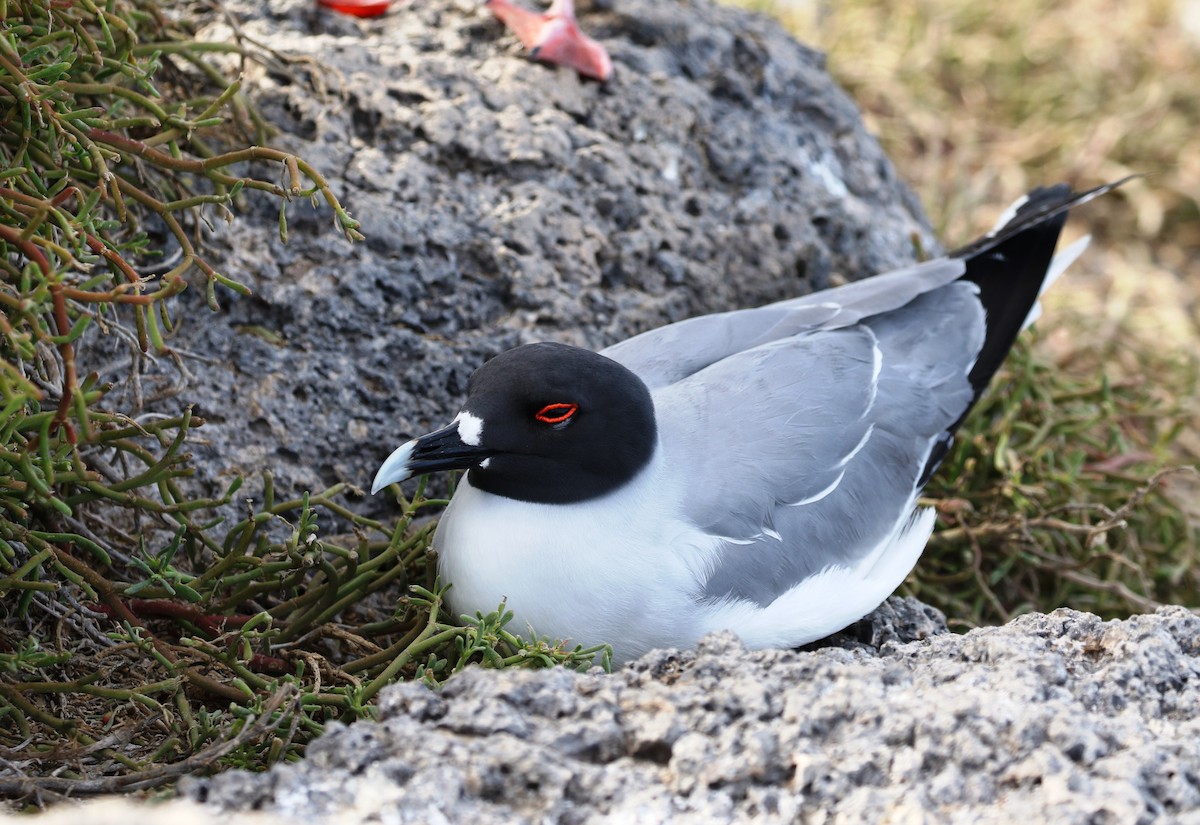 Swallow-tailed Gull - Richard Greenhalgh