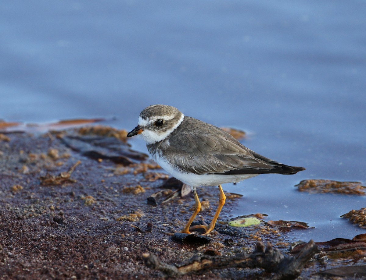Semipalmated Plover - Richard Greenhalgh