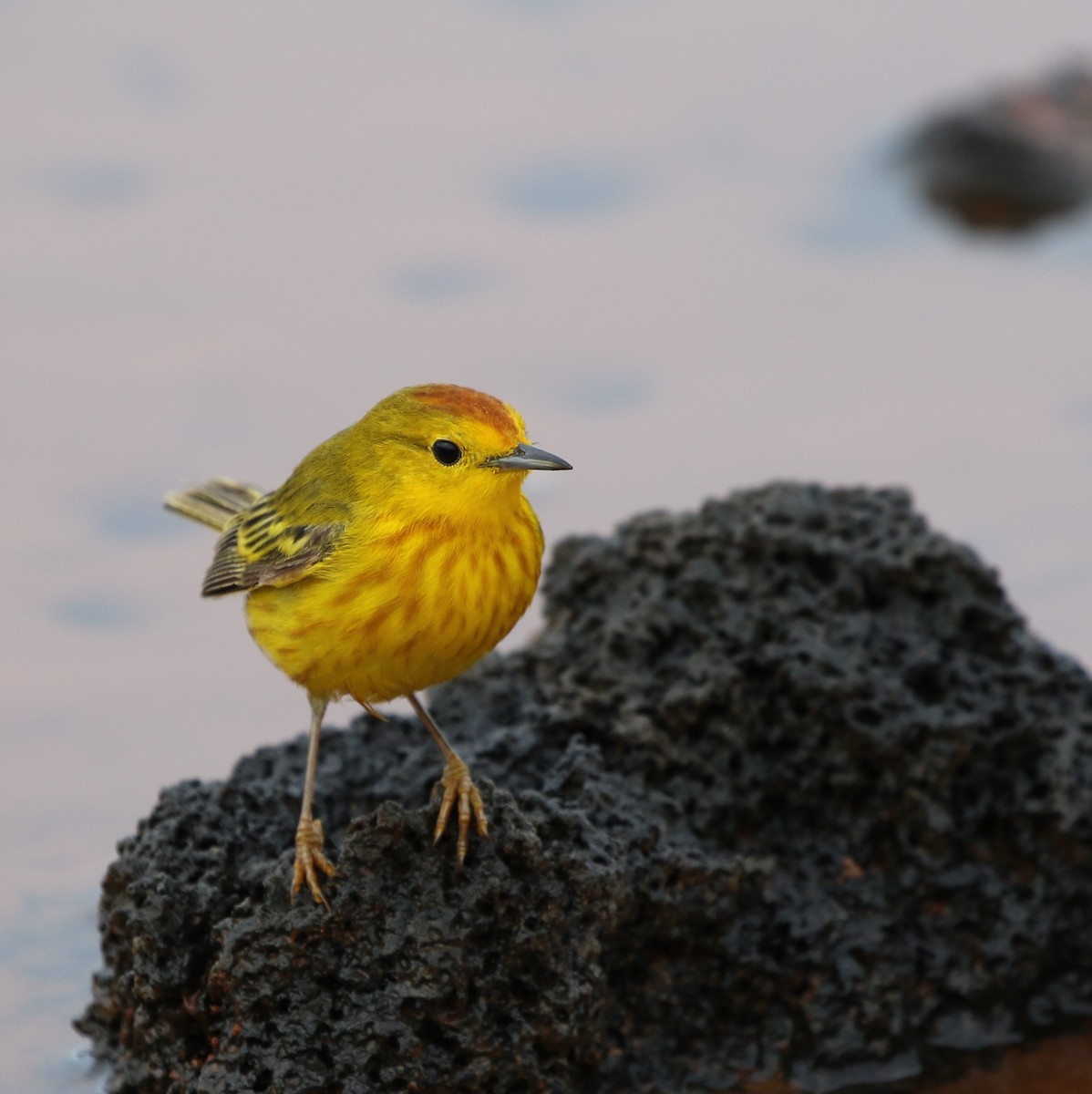 Yellow Warbler (Galapagos) - ML205618541