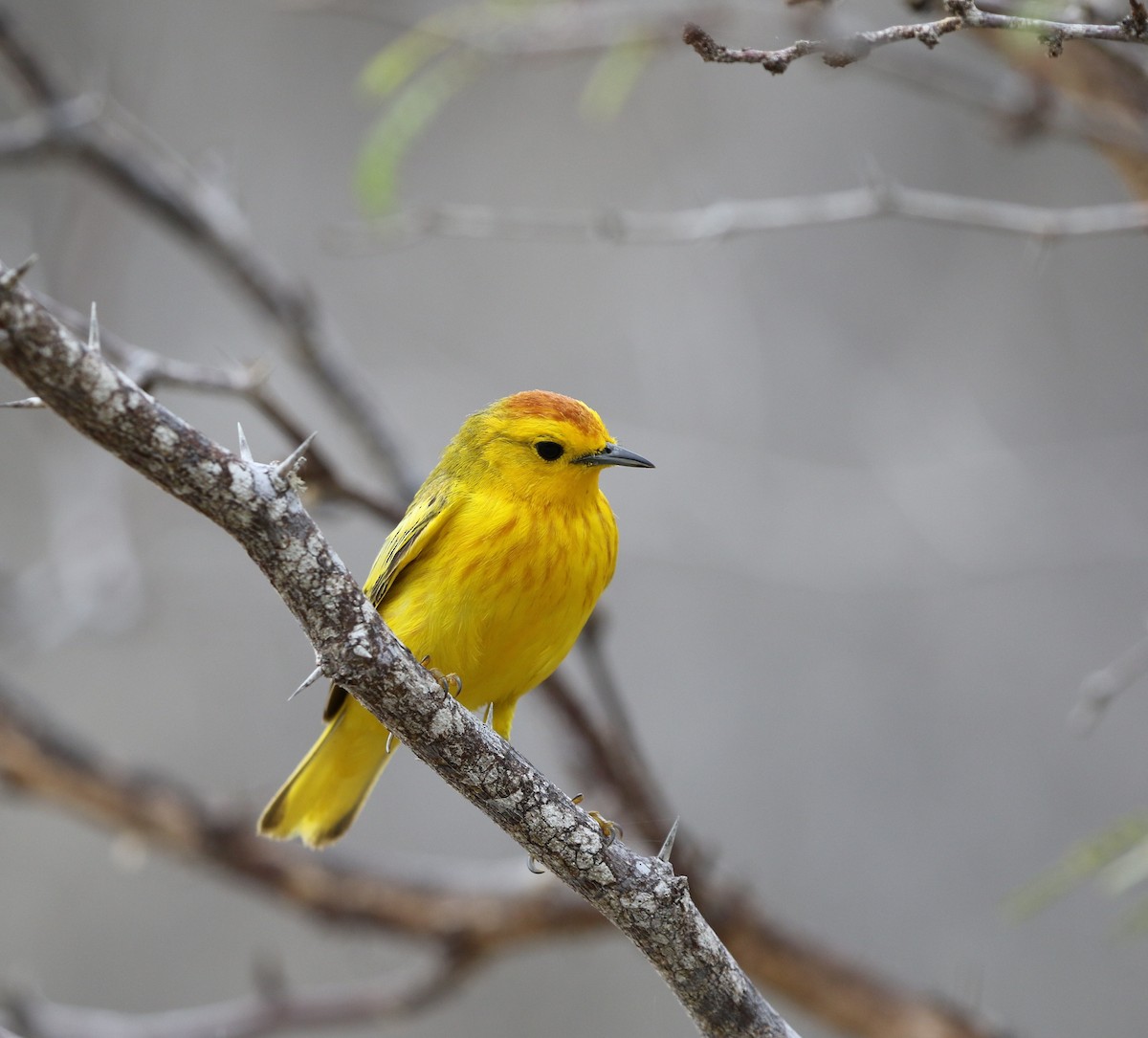 Yellow Warbler (Galapagos) - Richard Greenhalgh