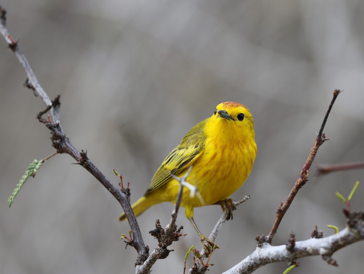 Yellow Warbler (Galapagos) - Richard Greenhalgh